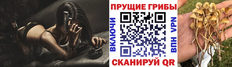 дарк нет наркотические препараты  наркотики  Циолковский  Галлюциногенные грибы GOLDEN TEACHER 